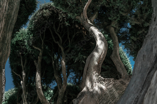 Detail of the branches and leafs of a tree in the park of El Retiro in the city of Madrid