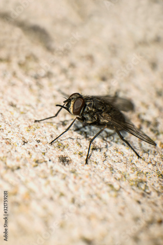 Common fly perched on a textured wall 