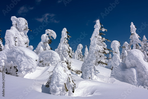 Yamagata frozen forest with snow monsters (frozen trees called juhyo)