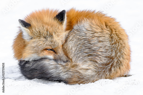 Japanese red fox sleeping in the snow