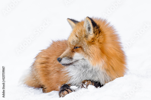 Obraz na plátně Japanese red fox sleeping in the snow