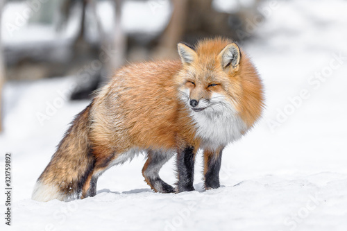 Japanese red fox walking in the snow © Godimus Michel