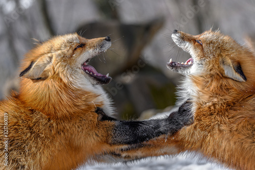 Japanese red fox fighting in the snow