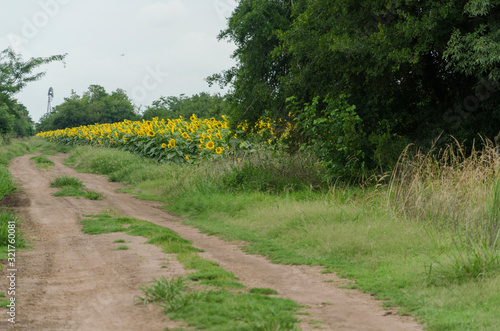 Dirt road next to a field of sunflowers, in Chascomus, Buenos Aires, Argentina photo