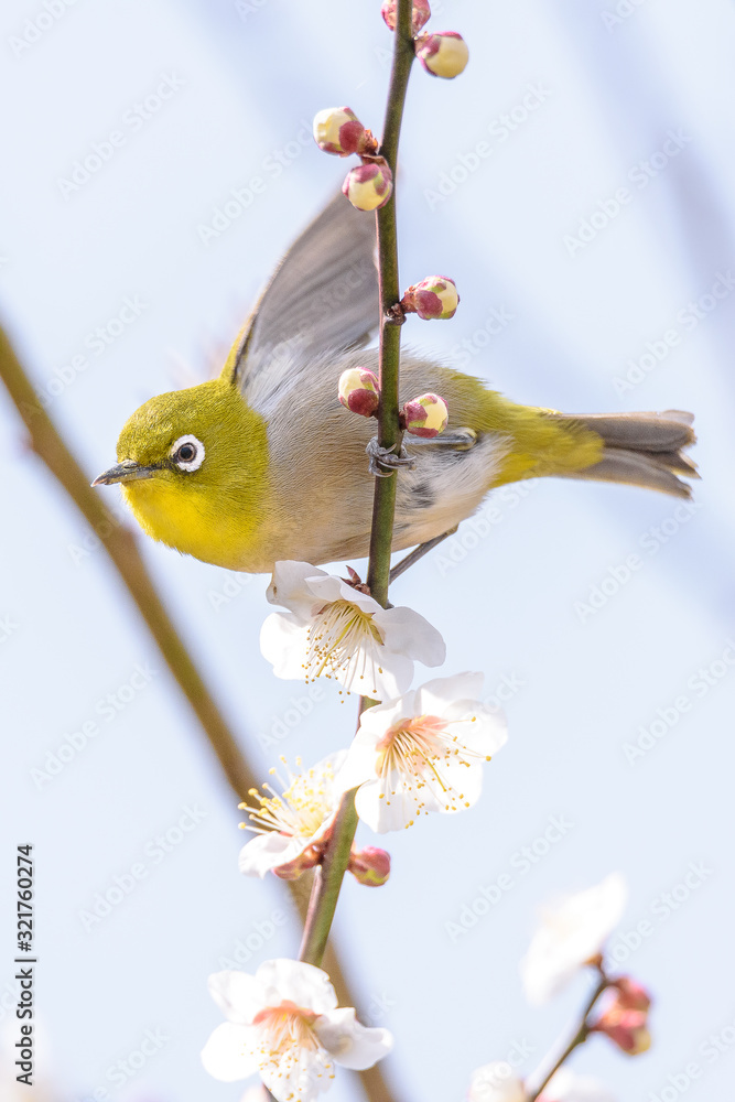 green and yellow bird Japanese zosterops in cherry bloom (white eyes) green and yellow bird Japanese zosterops in cherry bloom (white eyes)