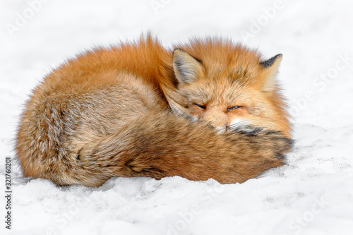 Japanese red fox sleeping in the snow