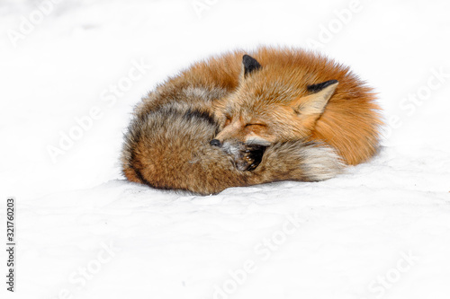 Obraz na plátně Japanese red fox sleeping in the snow