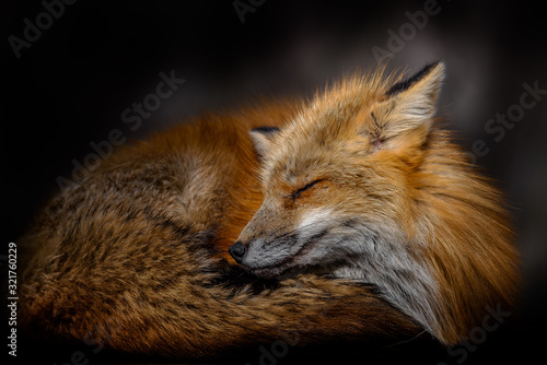 Fotografie Sleeping Japanese red fox close up
