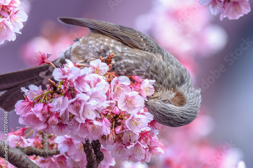 Brown eared bulbul bird in cherry bloom