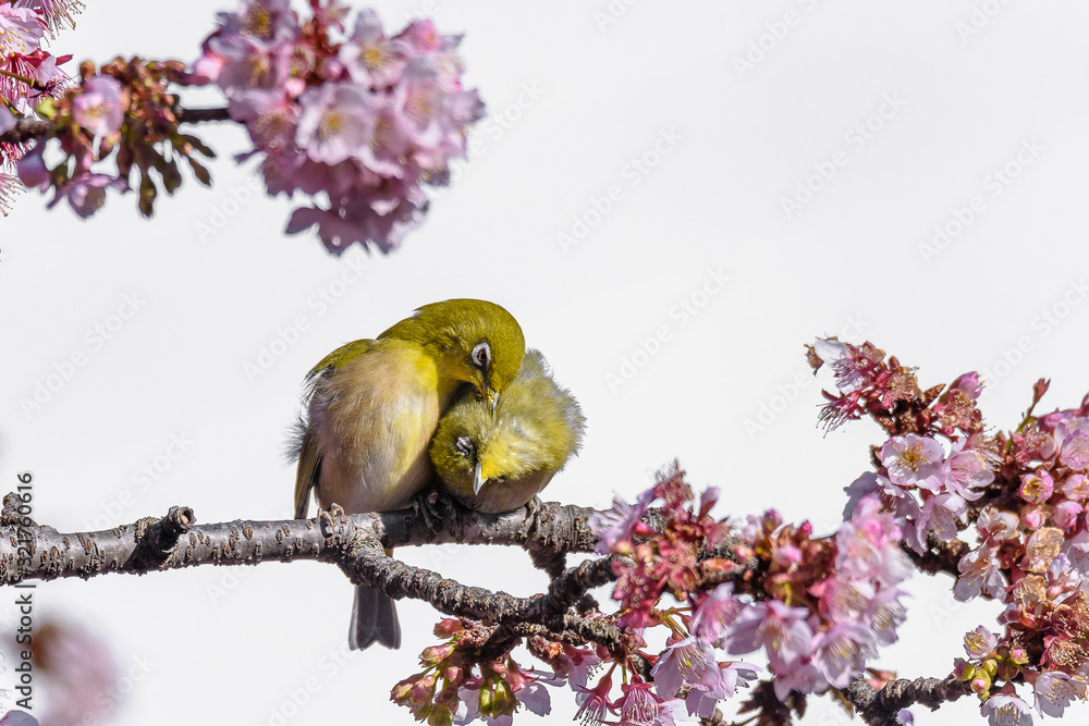 Yellow and green birds (Japanese zosterops) couple cuddling in pink cherry bloom (white eyes) Yellow and green birds (Japanese zosterops) couple cuddling in pink cherry bloom (white eyes)