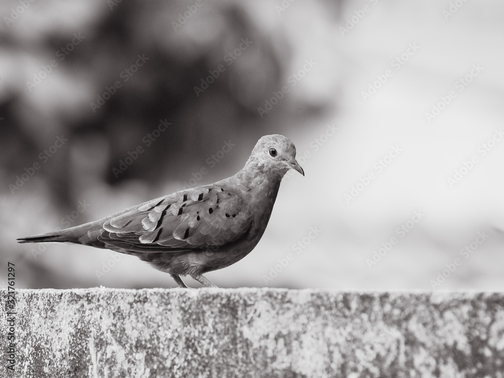 Fototapeta premium pigeon on a background
