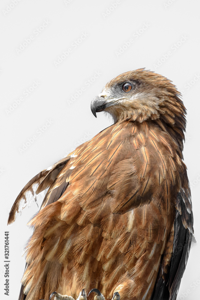 Black kite close up Black kite close up