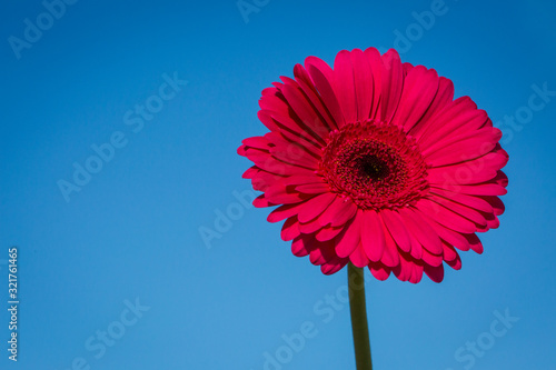 Foto pink gerber daisy against blue sky