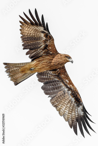 Cuadro en lienzo Black kite flying