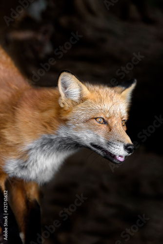 Japanese red fox close up