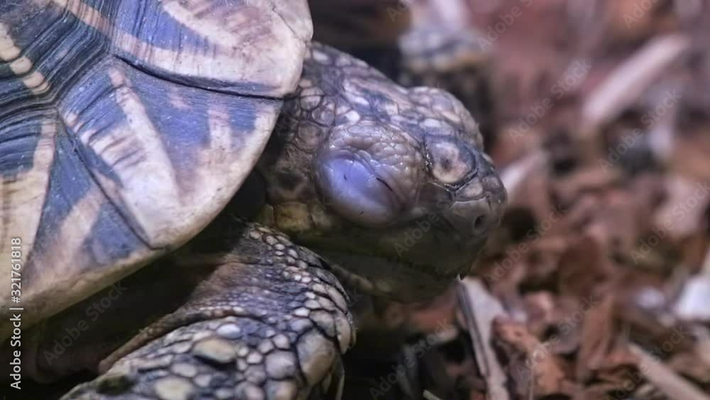 An adorable Indian star tortoise sleeping on the ground - close up An adorable Indian star tortoise sleeping on the ground - close up