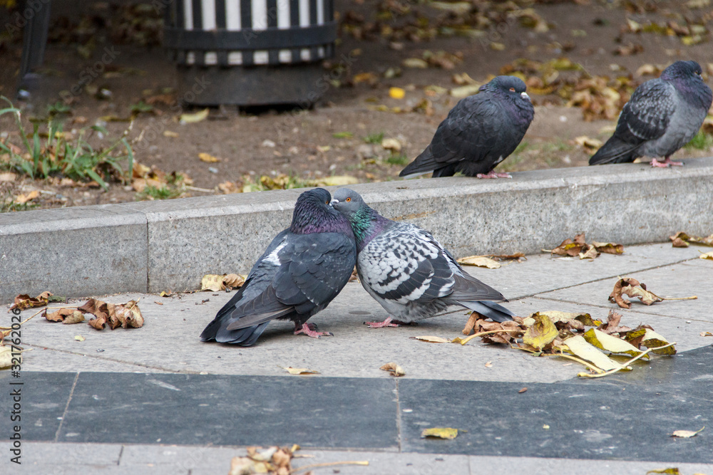 Fototapeta premium Two pigeons hug on the sidewalk among the fallen autumn leaves.