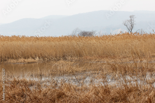 A swamp overgrown with tall dry grass and mountains in the fog on the horizon in late autumn.