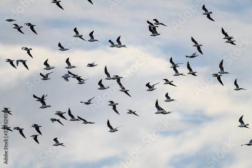 large group of Black-headed gull bird flying together © Godimus Michel