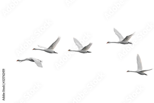 Group of flying white swans © Godimus Michel