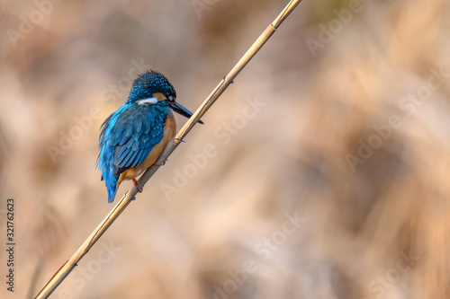 Kingfisher portrait on a branch