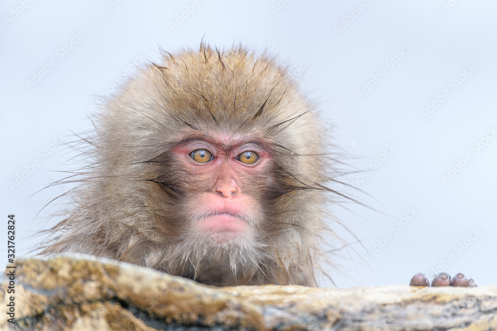 Obraz premium white Japanese macaque, snow monkey taking bath in hot spring close up