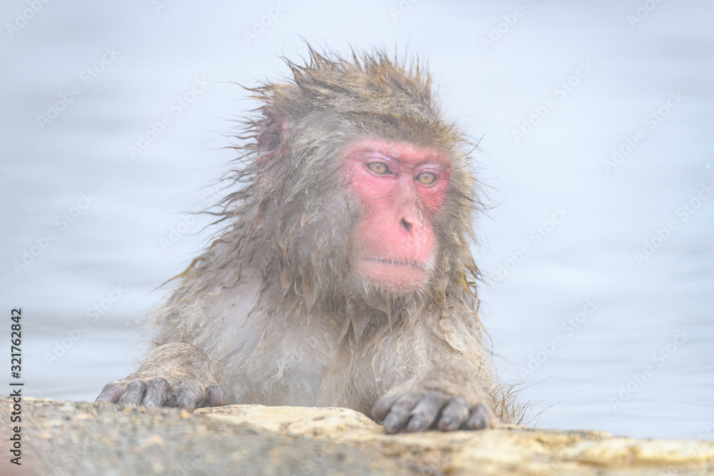 white Japanese macaque, snow monkey taking bath in hot spring close up white Japanese macaque, snow monkey taking bath in hot spring close up