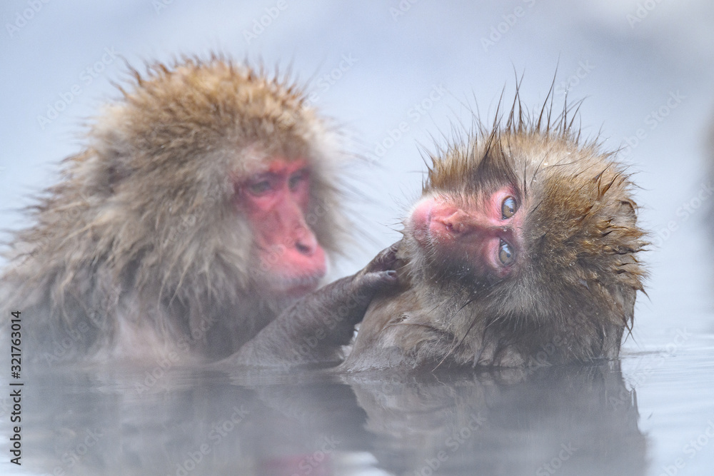 white Japanese macaque, snow monkey family taking bath in hot spring close up white Japanese macaque, snow monkey family taking bath in hot spring close up