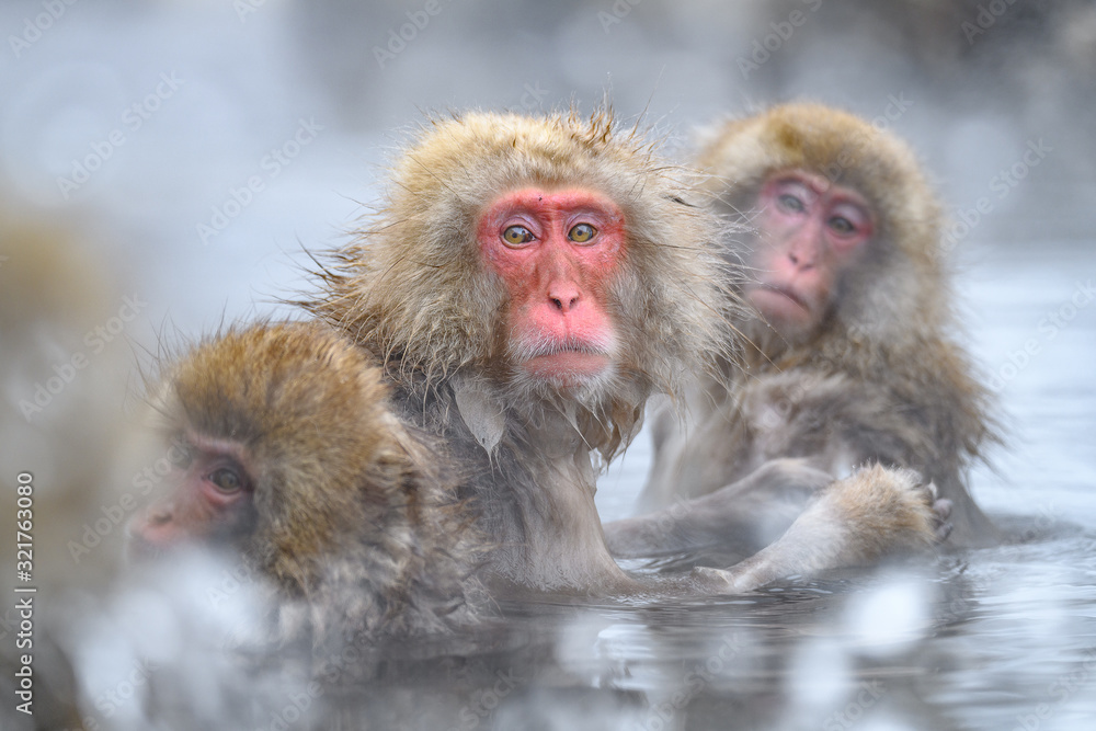 Fototapeta premium white Japanese macaque, snow monkey family taking bath in hot spring close up