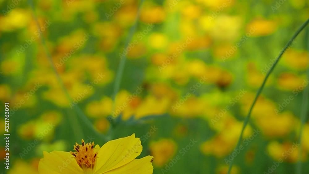 Cosmos flower garden, Beautiful yellow, full of wide fields. Cosmos flower garden, Beautiful yellow, full of wide fields.