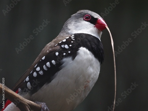 Diligent Energetic Diamond Firetail with a Blade of Dry Grass for Nest Making. photo