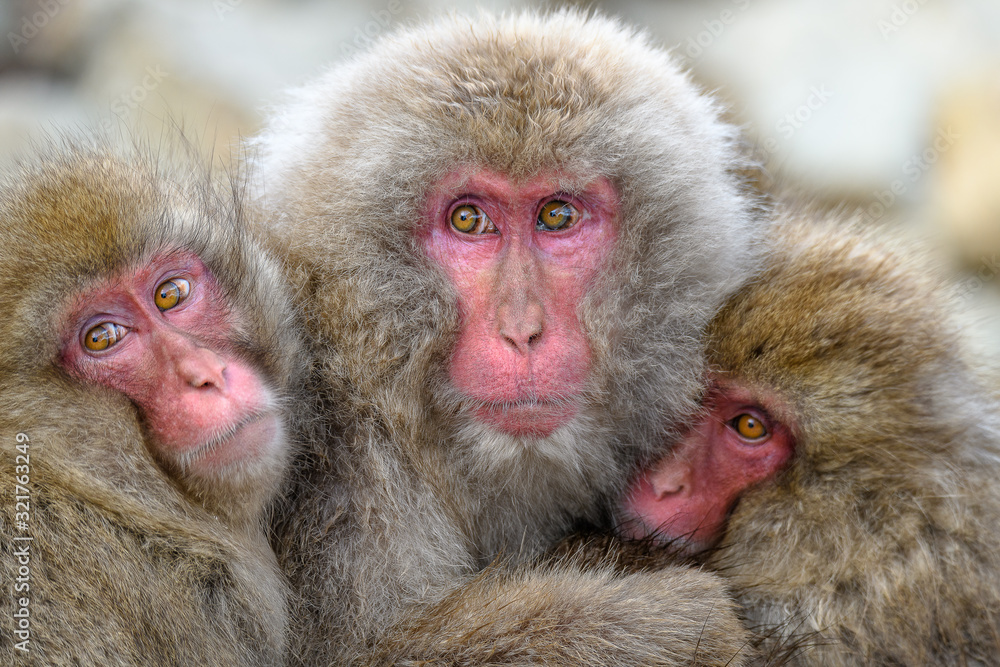 Japanese snow monkeys cuddling together Japanese snow monkeys cuddling together