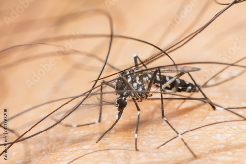 Black culex mosquito sucking blood on human skin. Dengue fever virus.