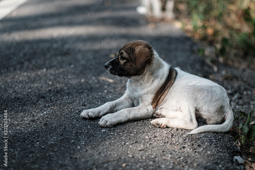 Stray dogs live on the roads in the forest Stray dogs live on the roads in the forest