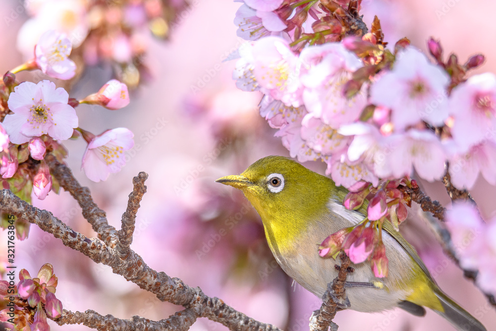 green yellow bird Japanese zosterops in cherry bloom (white eyes) green yellow bird Japanese zosterops in cherry bloom (white eyes)