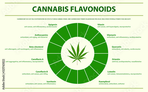 Cannabis Flavonoids horizontal infographic illustration about cannabis as herbal alternative medicine and chemical therapy, healthcare and medical science vector.