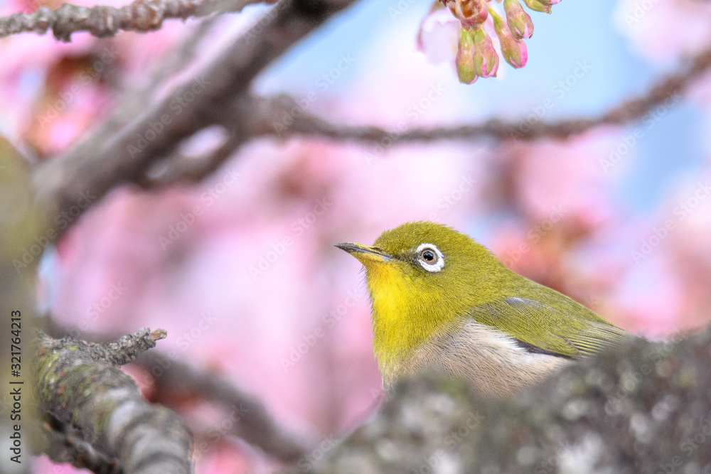 green yellow bird Japanese zosterops in cherry bloom (white eyes) green yellow bird Japanese zosterops in cherry bloom (white eyes)