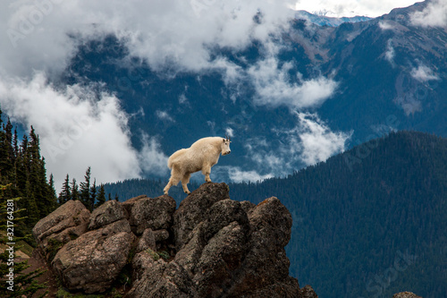 powerful mountain goat alone on rocky mountainous bluff with moody clouds and forested snowy background