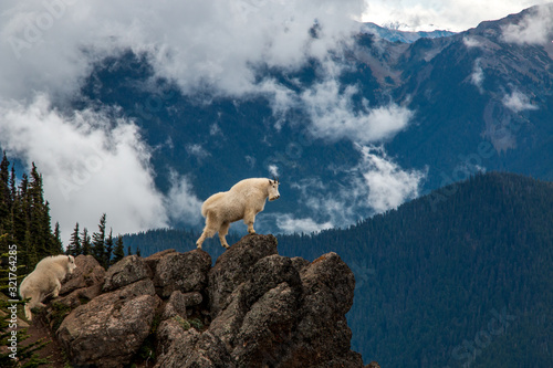 mountain goat and kid walking out onto a rocky bluff in the mountains with moody clouds and forest and snow in the background. 