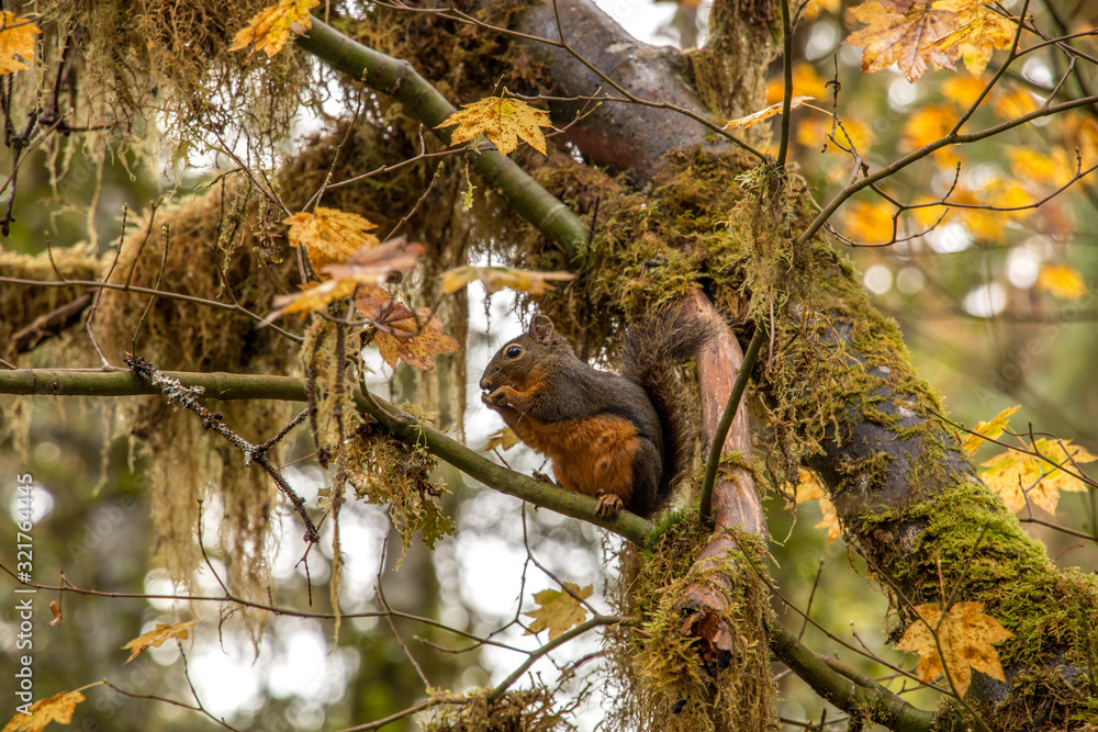 Fototapeta premium Squirrel eating in autumn rainforest