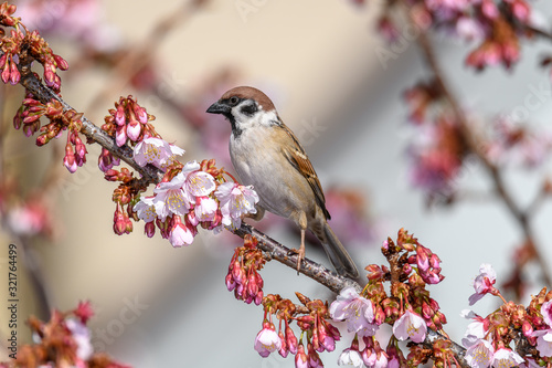 Cute little sparrow in blooming sakura cherry tree