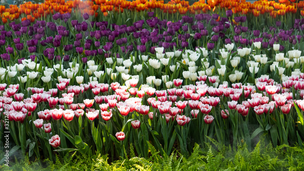 Tulips that are colorful and various in the flower garden.