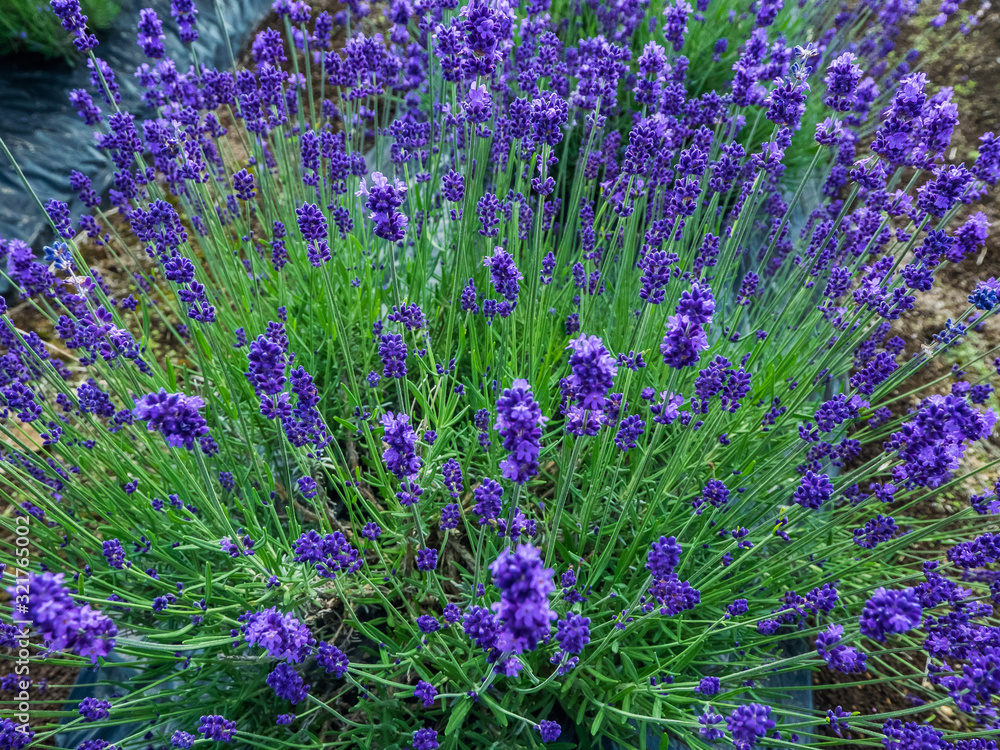 Obraz premium lavender ラベンダー