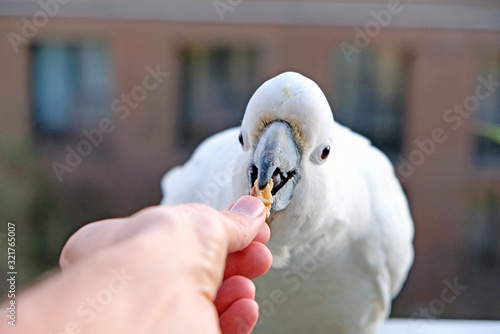 A hige white sulphur-crested cockatoo eating some nuts, Sydney, Australia photo