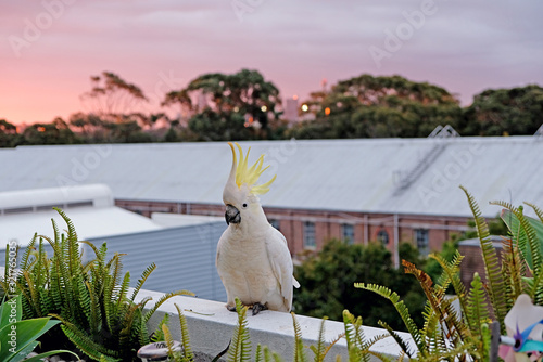 Photography A close up photo of the sulphur-crested cockatoo, Australia