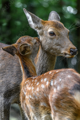 Sika deer mother and fawn cuddling and kissing together
