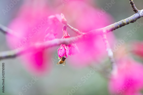 A bee pick nectar of a Taiwan Cherry photo