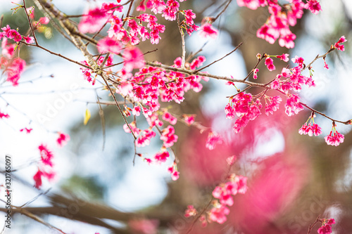 Taiwan Cherry Blossom in Kadoorie Farm, Hong Kong photo