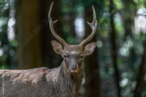 Male sika deer portrait in the forest photo