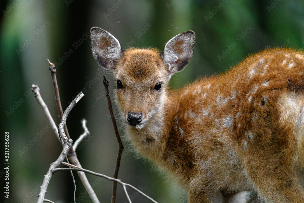 young sika deer fawn in the forest close up young sika deer fawn in the forest close up
